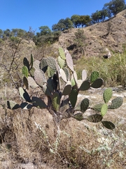 Opuntia decumbens