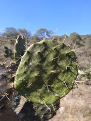 Opuntia decumbens