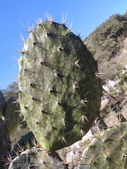 Opuntia decumbens