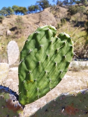 Opuntia decumbens