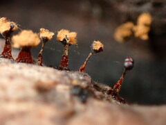 Metatrichia
