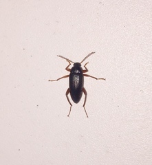 Lobopoda erythrocnemis