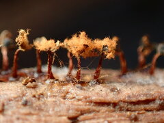 Metatrichia