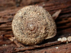 Vespericola armigera