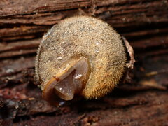 Vespericola armigera