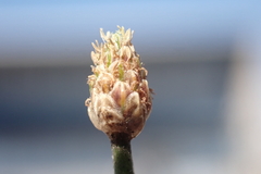 Eleocharis geniculata
