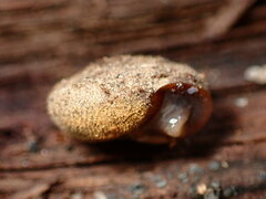 Vespericola armigera