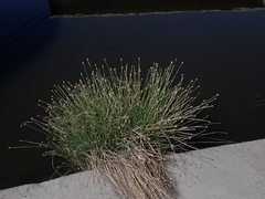 Eleocharis geniculata