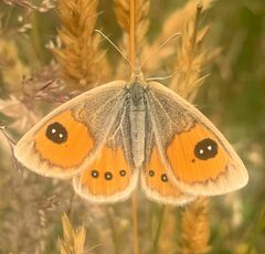 Argyrophenga antipodum