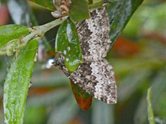 Chrysolarentia argocyma