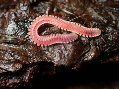 Gosodesmus claremontus