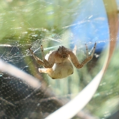 Cyrtophora exanthematica