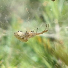 Cyrtophora exanthematica