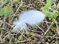 Pelecaniformes