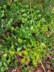 Ilex aquifolium
