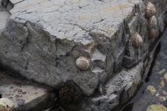 Cellana denticulata