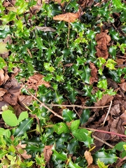 Ilex aquifolium