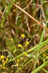 Utricularia bifida