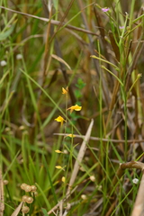 Utricularia bifida