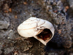 Helminthoglypta exarata