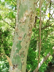 Burseraceae