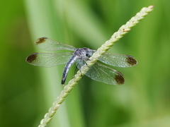 Diplacodes nebulosa