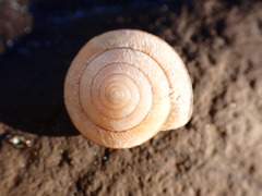 Helminthoglypta exarata