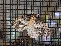 Operophtera occidentalis