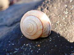 Helminthoglypta exarata