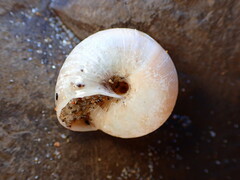 Helminthoglypta exarata