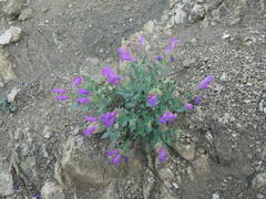 Penstemon montanus