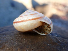 Helminthoglypta exarata