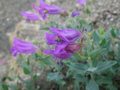 Penstemon montanus