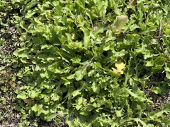 Erigeron quercifolius