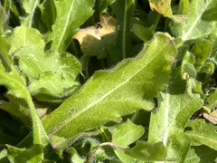 Erigeron quercifolius