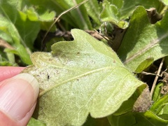 Erigeron quercifolius