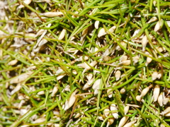 Zoysia minima