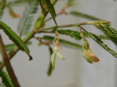 Aeschynomene indica