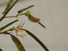 Aeschynomene indica