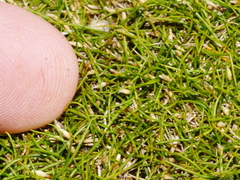 Zoysia minima