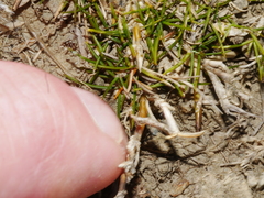 Zoysia minima