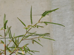Aeschynomene indica