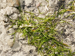 Zoysia minima