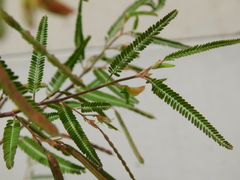 Aeschynomene indica