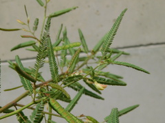 Aeschynomene indica