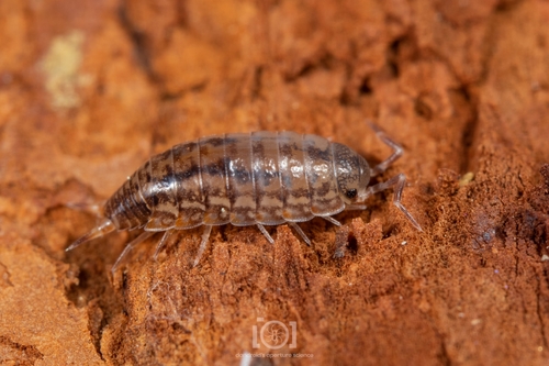 Texas Woodlouse