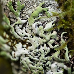 Hypogymnia enteromorpha