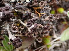 Cladonia chlorophaea
