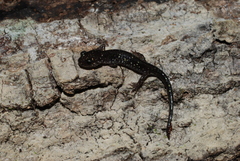 Plethodon grobmani