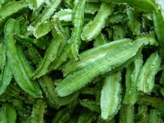 Psophocarpus tetragonolobus